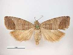 Almamoly egyed