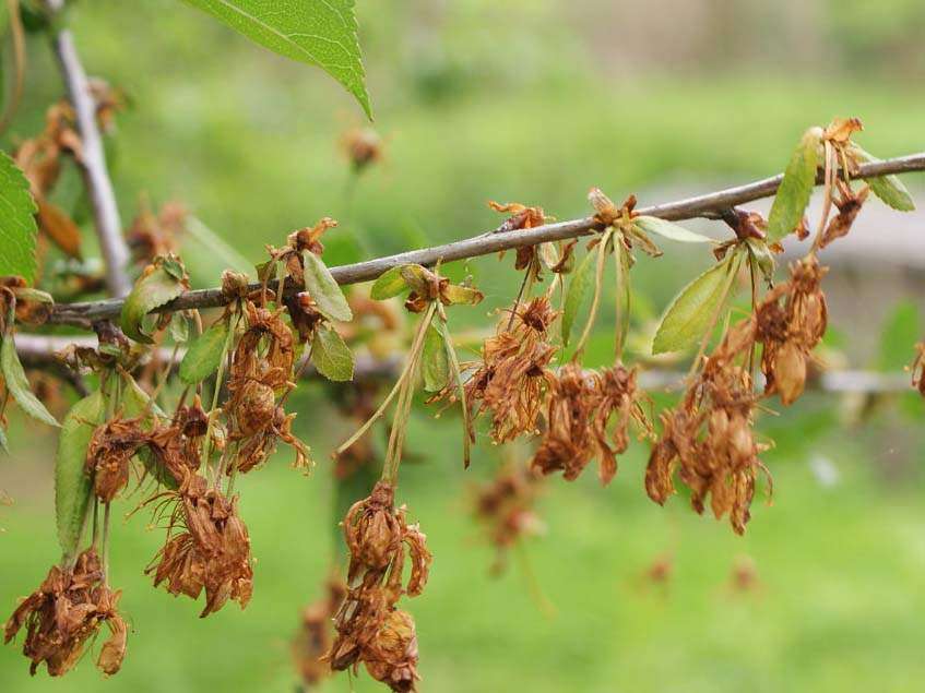 Monilia laxa virágfertőző monilia tünetei gyümölcsfán